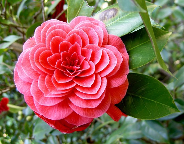 Chia sẻ hơn 52 về hình ảnh loài hoa đẹp nhất hay nhất - cdgdbentre.edu.vn