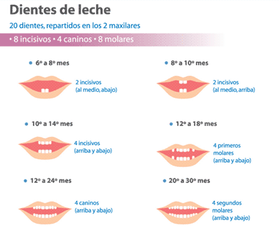 salida de dientes y diarrea escuela infantil marchamalo los primeros dientes salida de dientes y diarrea escuela infantil marchamalo los primeros dientes