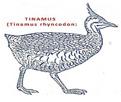 flightless birds characters