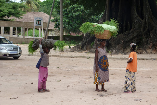 Mujeres llevando las plantas de arroz para transplantarlas