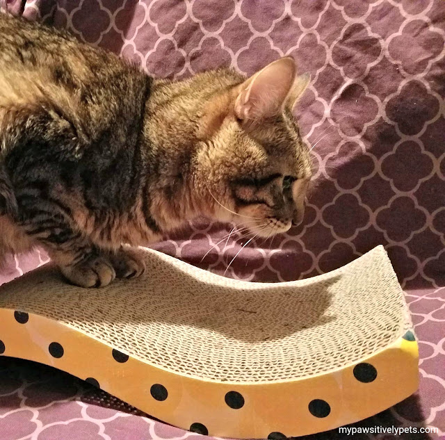 OurPets Cat Scratcher Review ChewyInfluencer Pawsitively Pets