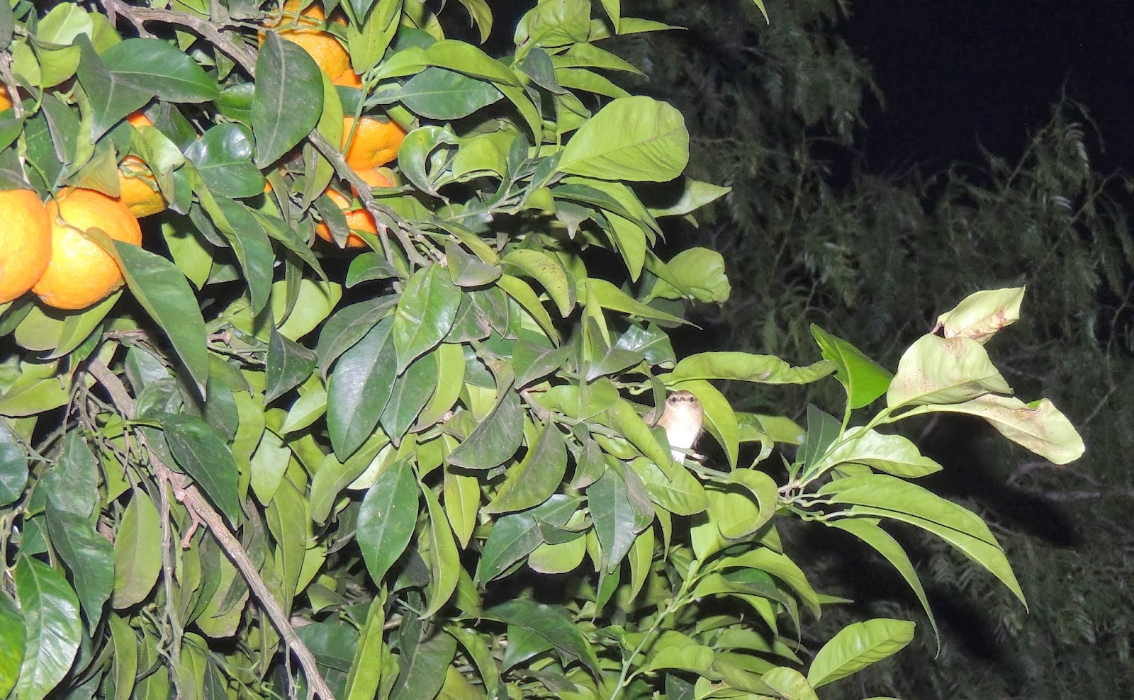 MOSQUITERO COMÚN SOBRE NARANJO