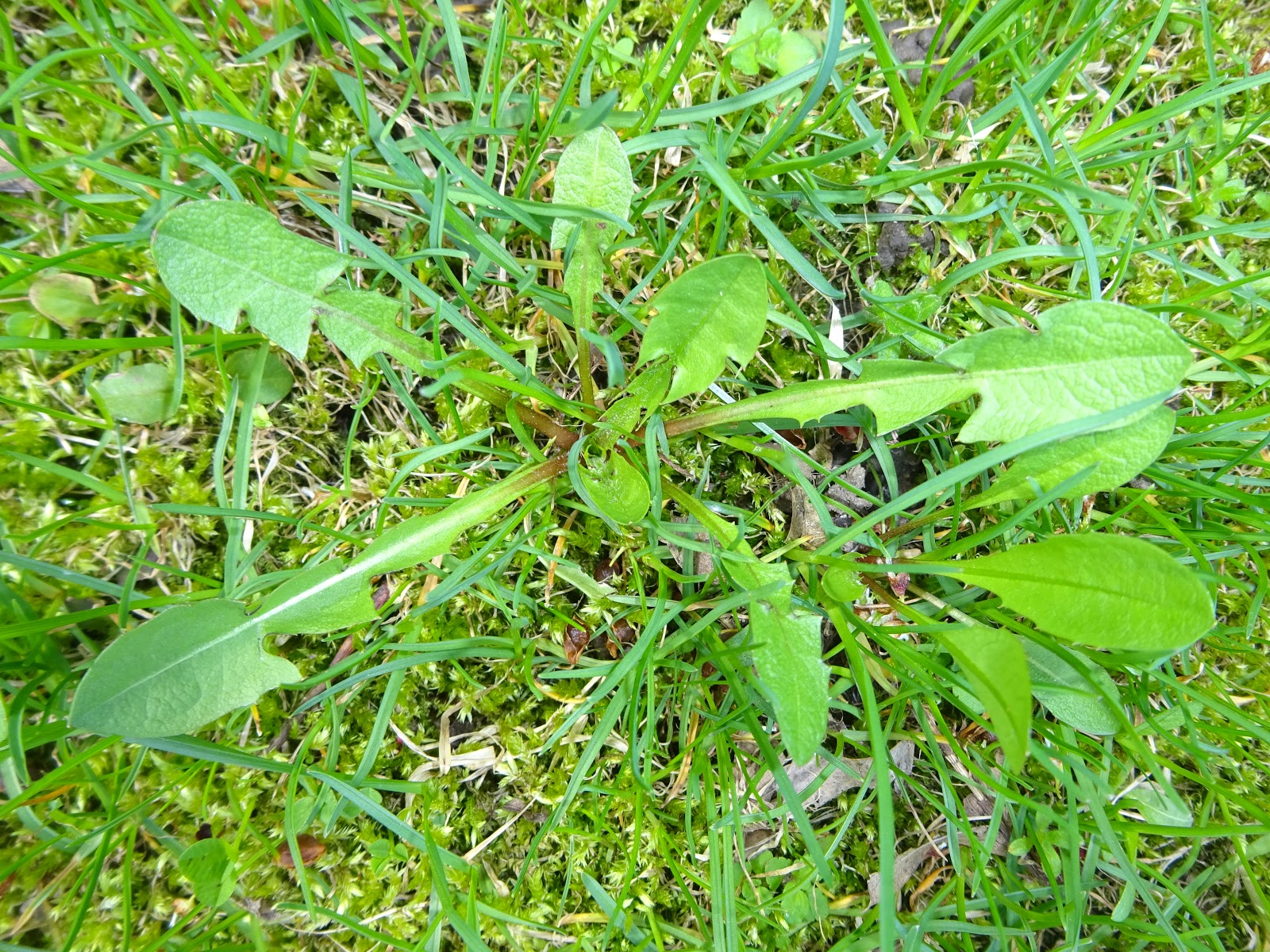 Simply Frugalynne Springtime Dandelion Greens! Food From Your Yard