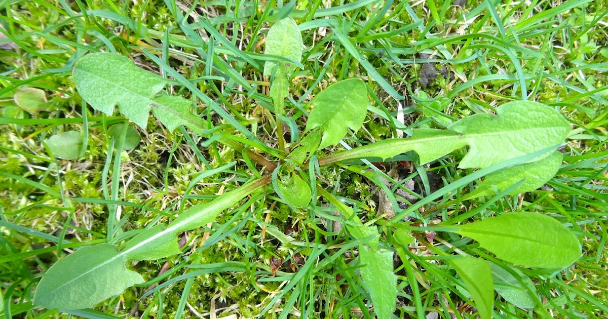 Simply Frugalynne Springtime Dandelion Greens! Food From Your Yard