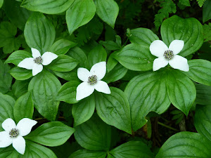 Dogwoods in the Ancient Rainforest outside McBride, British C