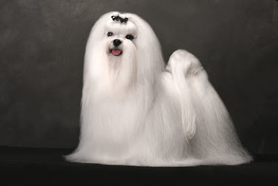 Maltese-dog-long-silky-coat