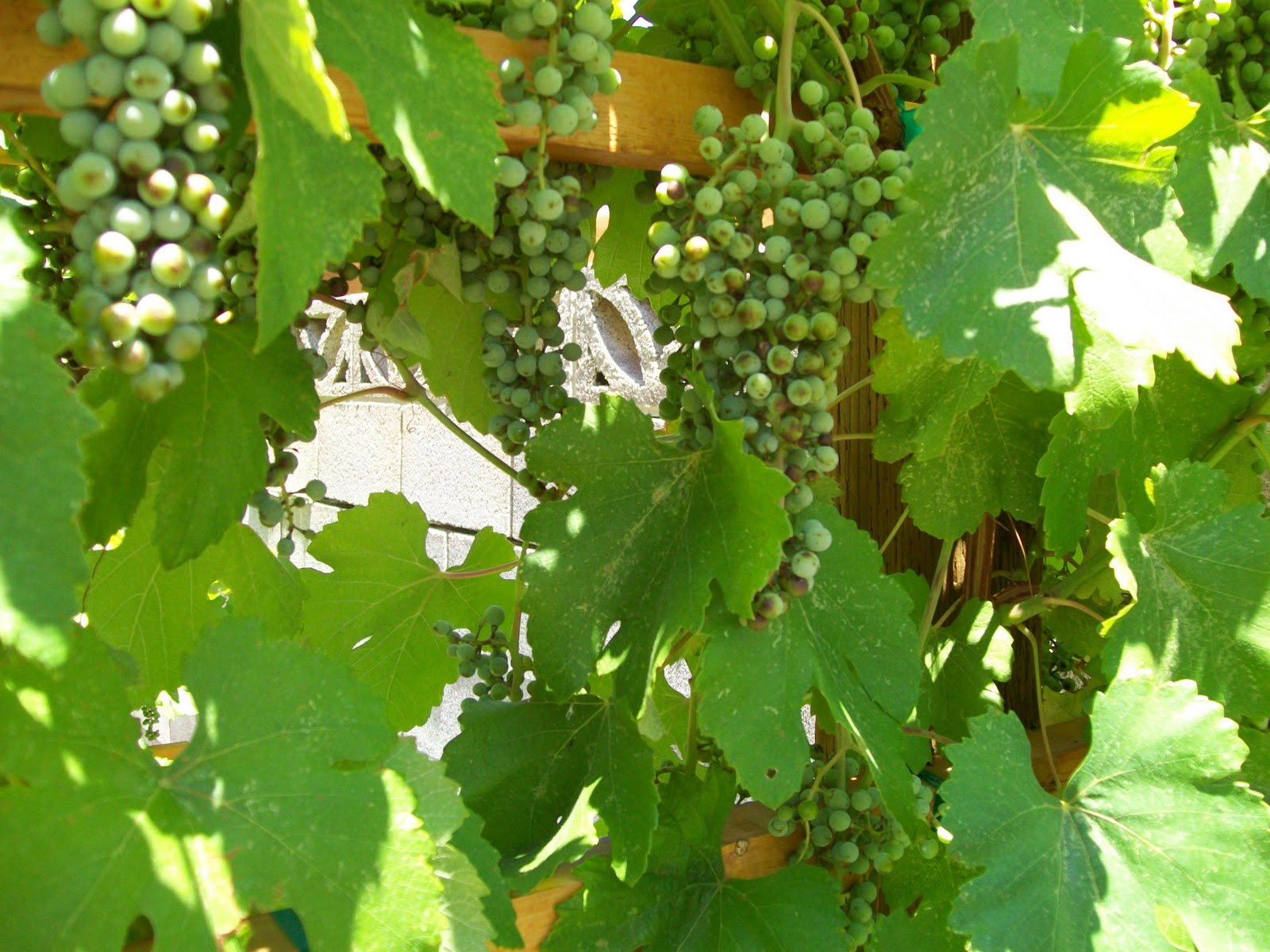 Xtremehorticulture of the Desert Grape Damage May Be Due to Intense