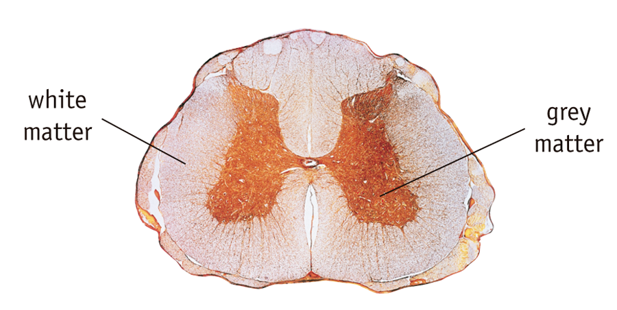 Let S Learn Biology And Geology In English Central Nervous System