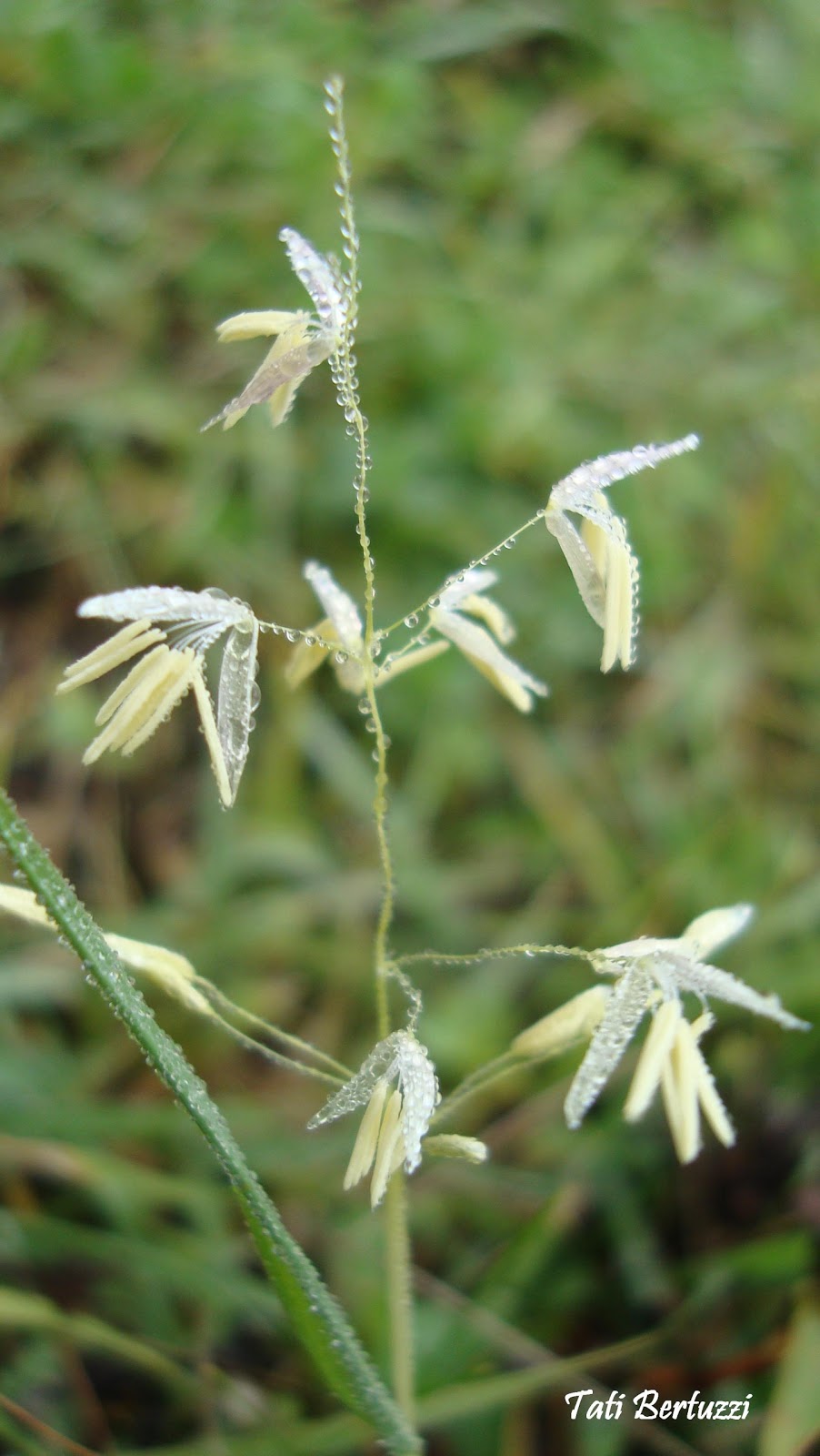 Botânica em Foto Luziola peruviana