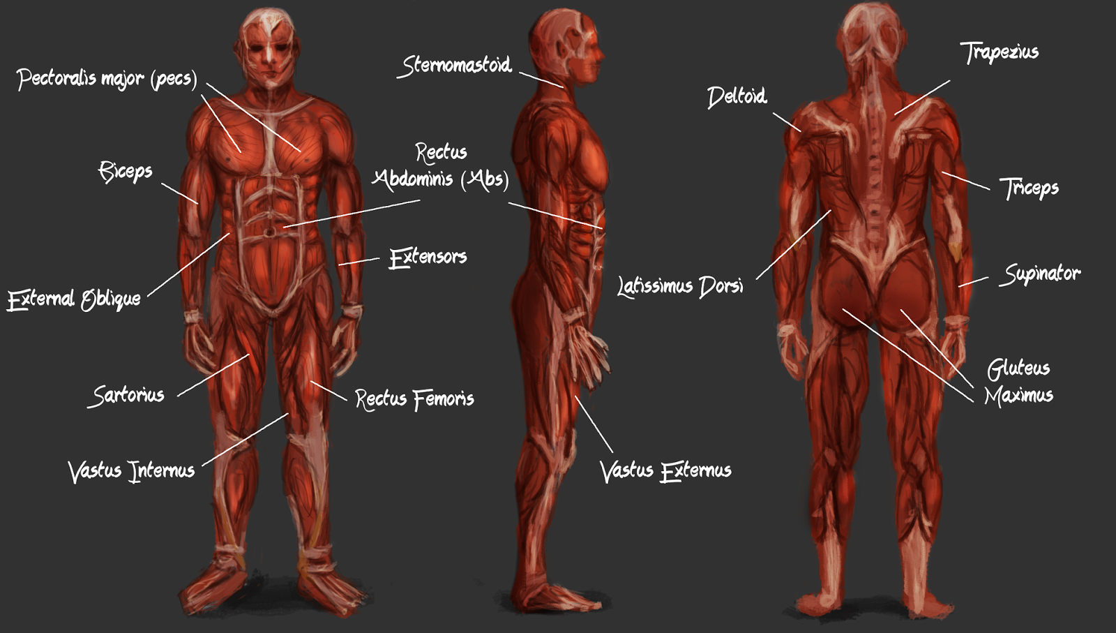 Muscle 2d Artwork of Edmund Aubrey: 2d Lesson 22 - Muscle Anatomy Study