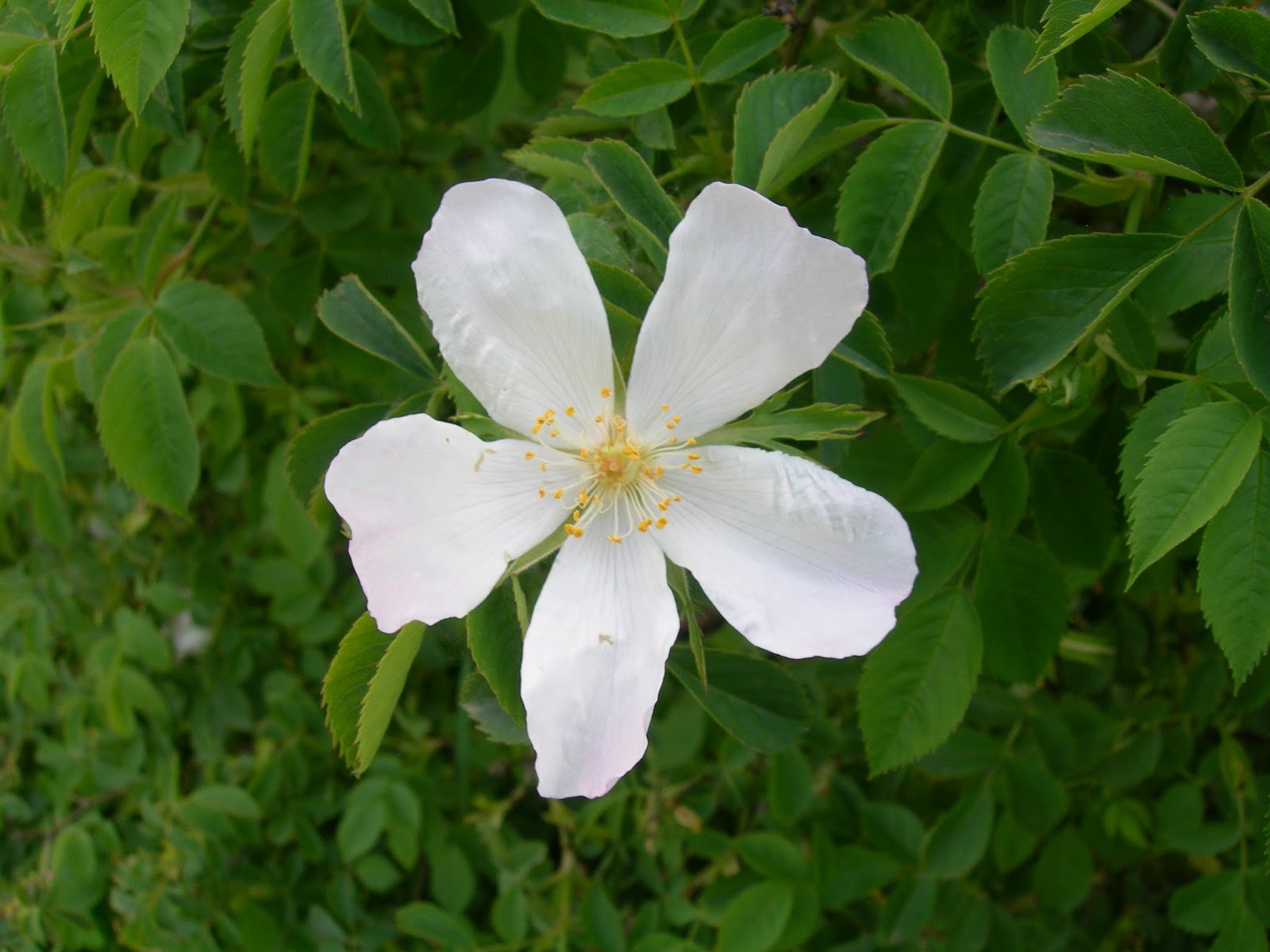Rosa Canina