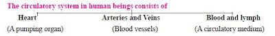 The circulatory system