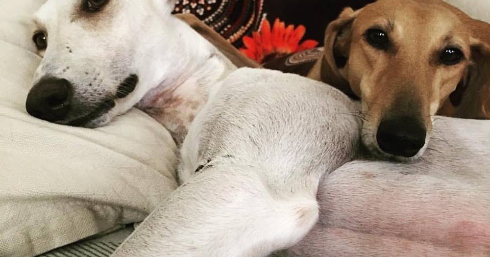 Desert Girl on Kuwait Sign the petition to Ask Qatar Airways to Help