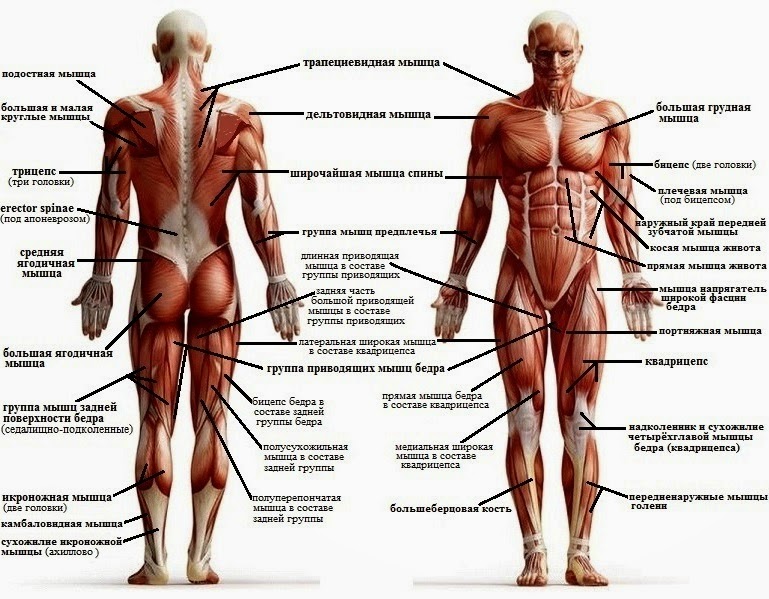 En savoir plus sur tous les différents systèmes d'organes du corps humain (Scien