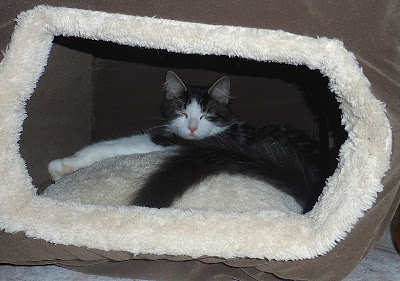 Anakin the two legged cat napping in the new Hidey-hole Bed