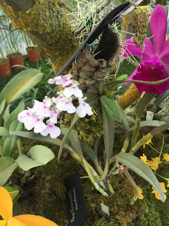 , Mostre primaverili: Horti di Veio e Monteporzio catone 2017, diarid'orchidee