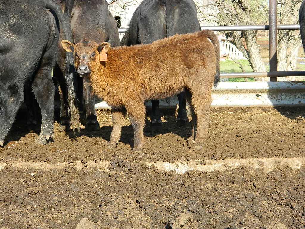 Skinner Cattle Co: Captain Morgan Calves