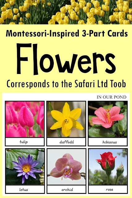 Flowers 3-Part Cards from In Our Pond #montessori #homeschooling #safariprintables #school #freeprintables #montessoriathome #montessorischool