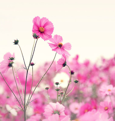 Flores-color-fushia