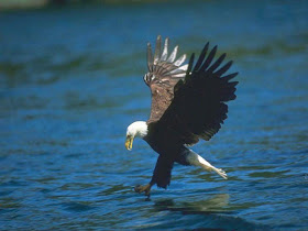 Eagle Hunting Pictures