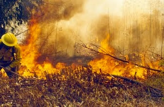 Más de 3 hectáreas siniestradas, primer incendio forestal del año en Quintana Roo