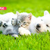 【貓事。保險】台灣毛小孩，寵物險投保比較