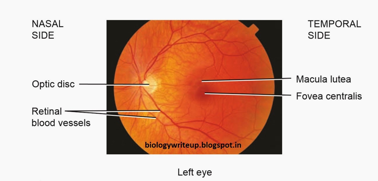 BIOLOGY WRITEUP BIOLOGY ARTICLES ANATOMY OF HUMAN EYE BALL