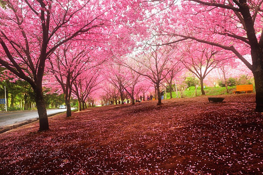 الألوان الوردية لأزهار شجرة الكرز اليابانية أو (( زهرة الساكورا 