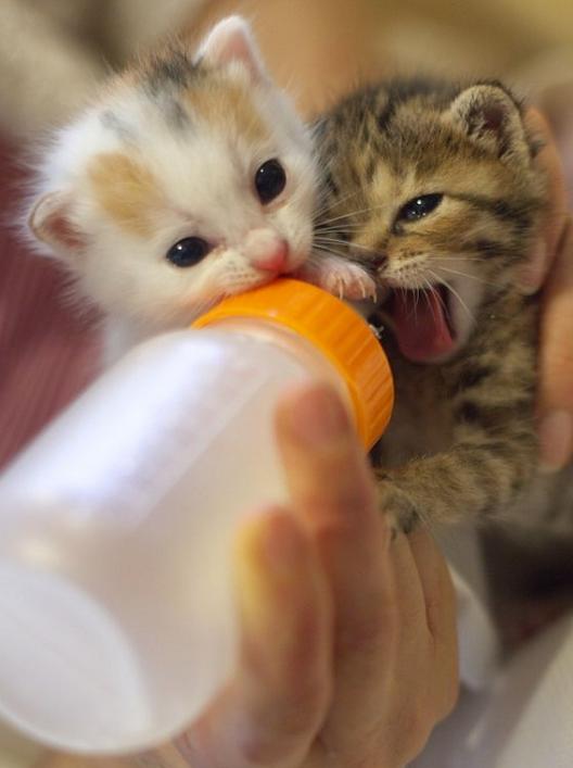 how-to-wean-a-bottle-fed-kitten
