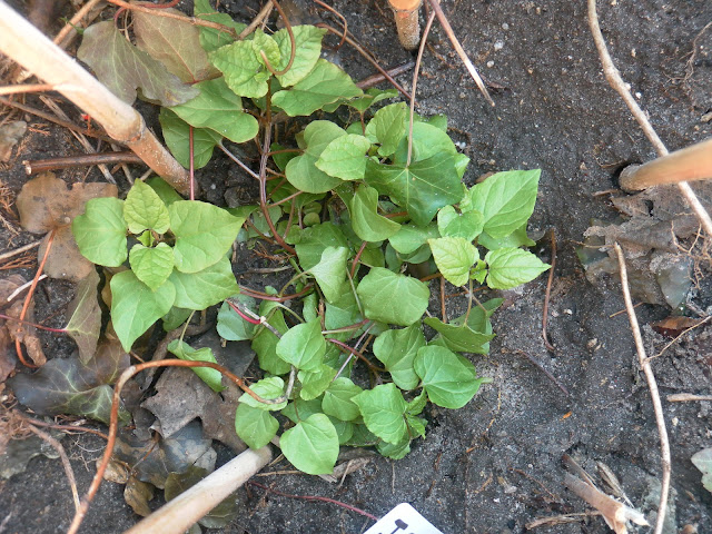 Hablitzia tamnoides