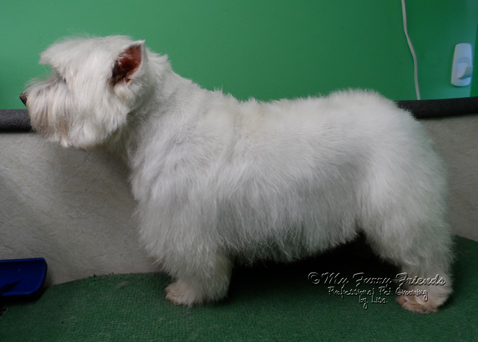 pet grooming: the good, the bad, & the furry: 'pet' westie cut