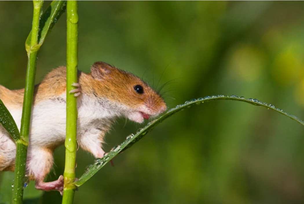 Eurasian Harvest Mouse Pets