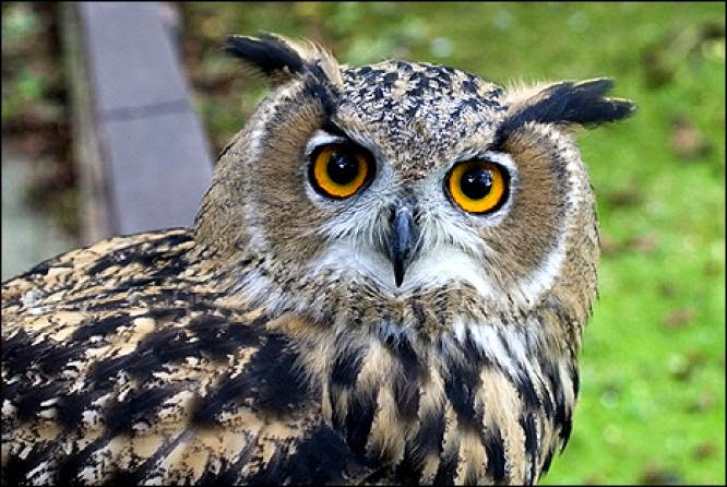 Jenis Burung Hantu Yang Berasal Dari Indonesia Dunia Hewan