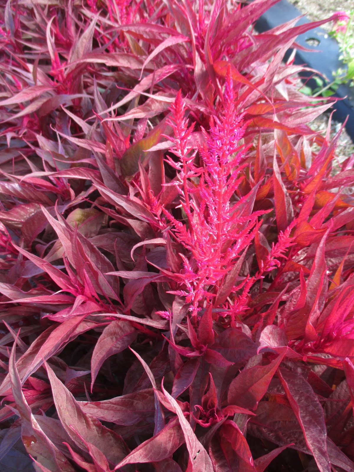 Dragon S Breath Celosia Rotary Botanical Gardens