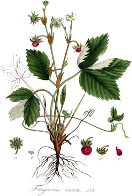 Drawing of wild strawberry plant, with smaller drawings illustrating details of flower and other part structure.