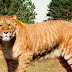 Liger Species | Animals In The World