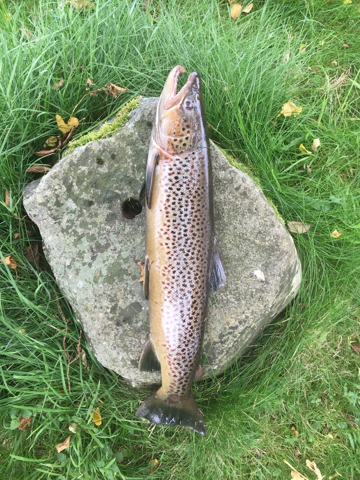 Scottish Fishing Guide Brown Trout Fishing On The River Tay