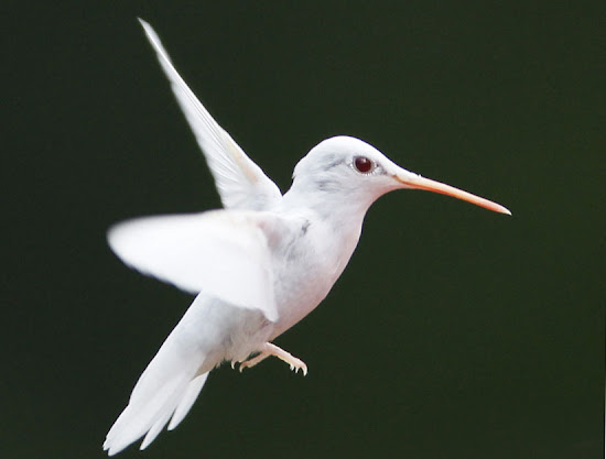 Capturan imágenes de raro colibrí albino