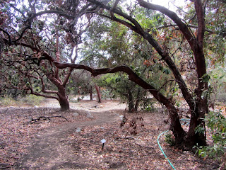 Pacific madrone, Arbutus menziesii, Heath Family (Ericaceae), Rancho Santa Ana Botanic Garden