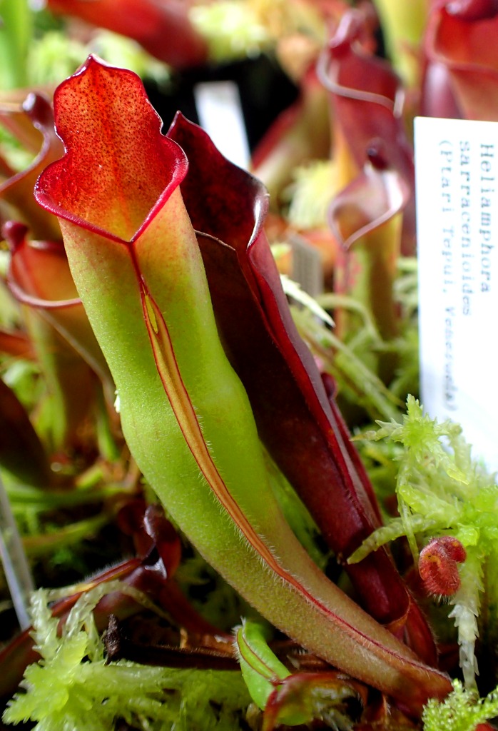 Heliamphora sarracenioides / H.purpurascens / H.sarracenioides x