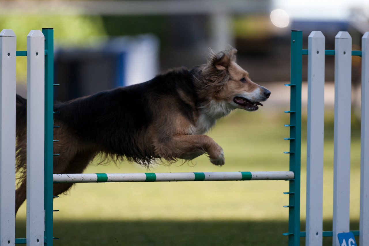 Living with Dogs 10 Reasons to do Agility with Your Dog