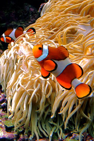 iPhone Wallpaper Clown Fish