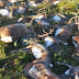 Lightning strike kills more than 300 wild reindeer in Norway