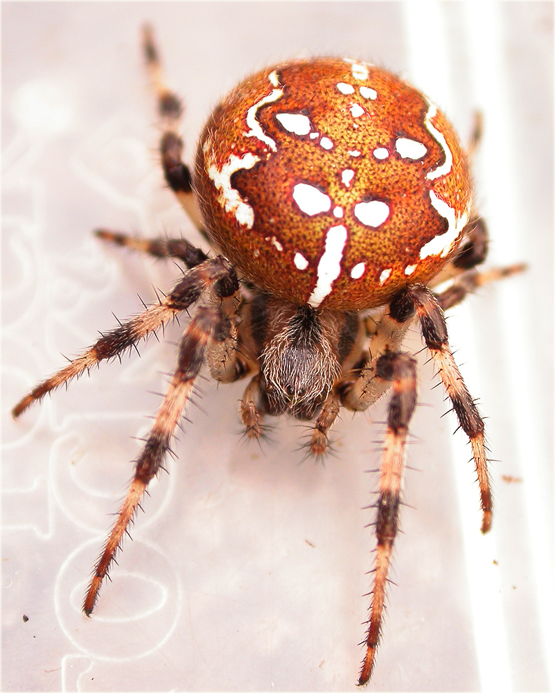 Arachnerds: Four Spot Orb Weaver Spider - Araneus quadratus