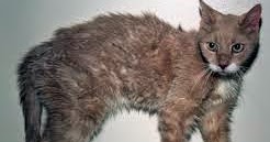 holistic treatment for hyperthyroidism in cats