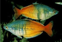 Ikan Hias Air Tawar Terindah  Boseman's Rainbowfish