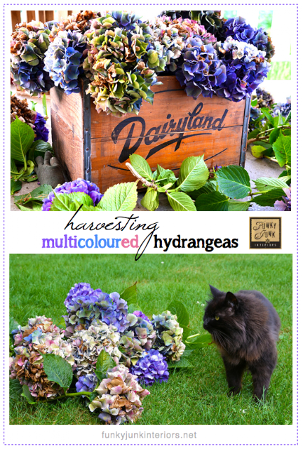 Tips on achieving and drying mulitcoloured hydrangea blooms, via Funky Junk Interiors Tips on achieving and drying mulitcoloured hydrangea blooms, via Funky Junk Interiors