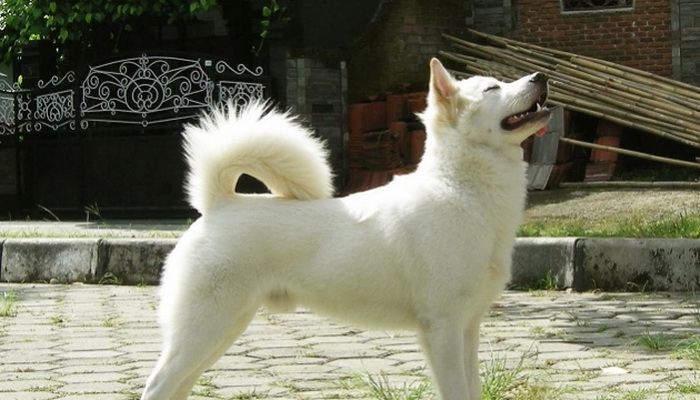 Fci Tetapkan Anjing Kintamani Trah Asli Indonesia Berhak Ikuti