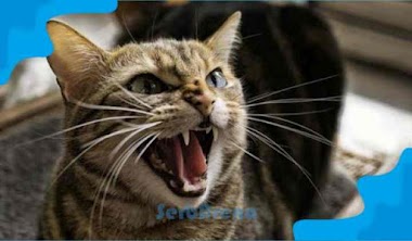 Arti Mimpi Kucing Marah Menurut Primbon Jawa