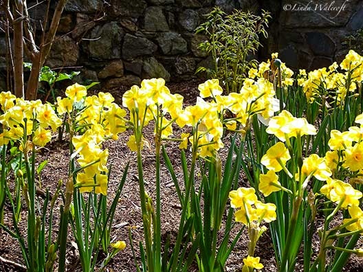 daffodils and rock wall